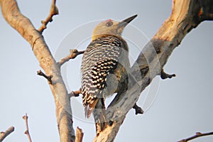 Hoffman`s Woodpecker, Melanerpes hoffmannii, perched on a branch