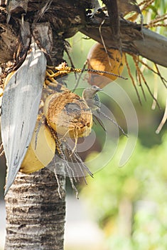 Hoffman`s Woodpecker Sitting in a Coconut Palm