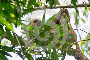 Hoffmann`s two-toed sloth