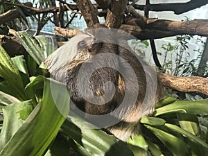 Hoffmann`s Two-toed Sloth with baby. Choloepus hoffmannii