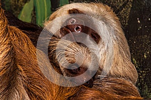 Hoffmann`s Two-toed Sloth with baby. Choloepus hoffmannii