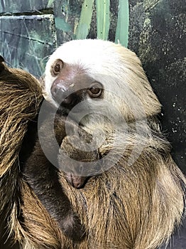 Hoffmann`s Two-toed Sloth with baby. Choloepus hoffmannii photo