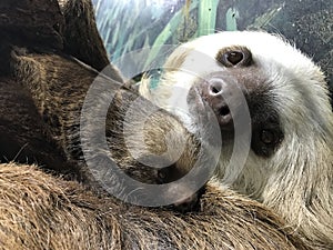 Hoffmann`s Two-toed Sloth with baby. Choloepus hoffmannii photo