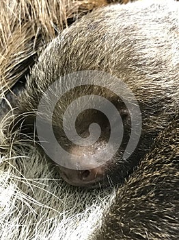 Hoffmann`s Two-toed Sloth with baby. Choloepus hoffmannii photo