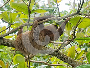 Hoffmann`s two-toed sloth chews on a leave as it hangs from a branch