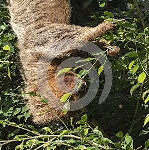 Hoffmann`s two-toed sloth Choloepus hoffmanni