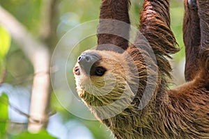 The Hoffmann\'s two-toed sloth (Choloepus hoffmanni), also known as the northern two-toed sloth