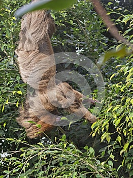 Hoffmann`s two-toed sloth Choloepus hoffmanni photo