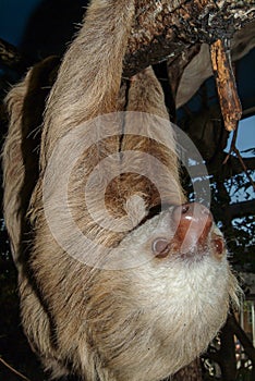 A hoffmann`s Two-toed Sloth, Choloepus hoffmannii.