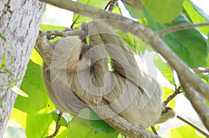 Hoffmann's two-toed sloth, Costa Rica