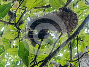 Hoffmann`s two-toed sloth hanging and eating leaves