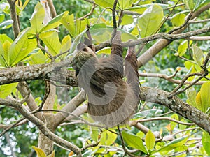 Hoffmann`s two-toed sloth hanging and eating leaves photo