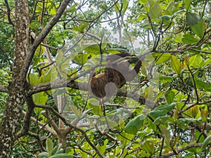 Hoffmann`s two-toed sloth hanging at the top of a tree