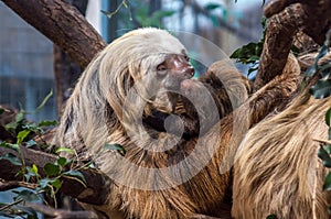 A hoffmann`s Two-toed Sloth just giving birth to a young.