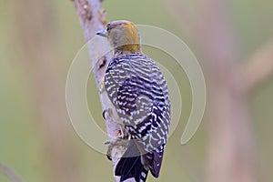 Hoffmann`s Woodpecker Female  841139