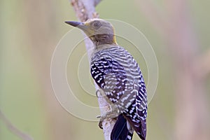 Hoffmann`s Woodpecker Female  841143