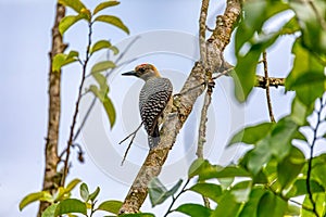 Hoffmann\'s woodpecker, Melanerpes hoffmannii. Curu Wildlife Reserve, Wildlife and birdwatching in Costa Rica photo