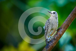 Hoffmann`s woodpecker Melanerpes hoffmannii. Female sitting on a branch. Woodpecker from Central America photo