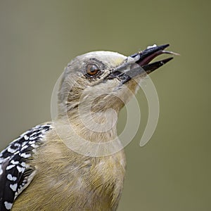 Hoffmann`s Woodpecker - Melanerpes hoffmannii photo