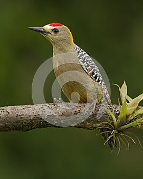 Hoffmann`s Woodpecker Melanerpes hoffmannii photo