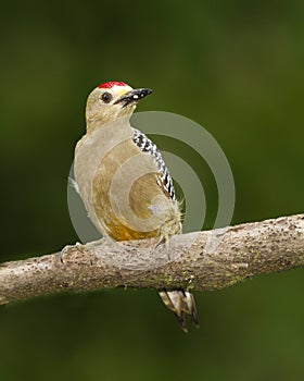 Hoffmann`s Woodpecker Melanerpes hoffmannii photo