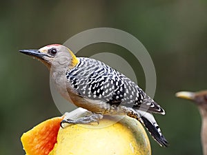 Hoffmann`s woodpecker, Melanerpes hoffmannii, picks up pulp from papaya .Costa Rica