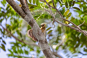 Hoffmann\'s woodpecker - Melanerpes hoffmannii. Refugio de Vida Silvestre Cano Negro, Wildlife and birdwatching in Costa Rica photo