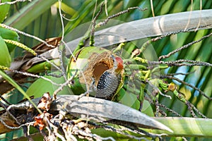 Hoffmann& x27;s Woodpecker & x28;Melanerpes hoffmannii& x29;, taken in Costa Rica photo