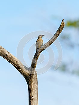 Hoffmann& x27;s Woodpecker & x28;Melanerpes hoffmannii& x29;, taken in Costa Rica photo