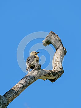 Hoffmann's Woodpecker (Melanerpes hoffmannii), taken in Costa Rica