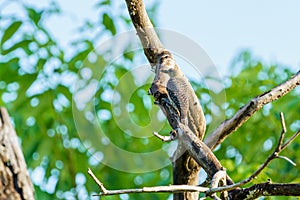 Hoffmann's Woodpecker (Melanerpes hoffmannii), taken in Costa Rica