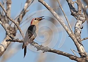 Hoffmann-specht, Golden-fronted Woodpecker, Melanerpes aurifrons