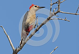 Hoffmann-specht, Golden-fronted Woodpecker, Melanerpes aurifrons