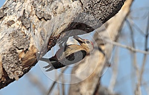 Hoffmann-specht, Golden-fronted Woodpecker, Melanerpes aurifrons