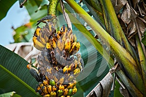 Hoffmanns woodpecker Melanerpes hoffmannii feeding on banana tÅ™ee. Wildlife scene from Costa Rica