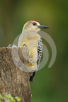 Hoffmanns Woodpecker - Melanerpes hoffmannii resident breeding bird from southern Honduras south to Costa Rica. It is a common photo