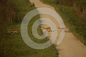 hog deer crossing forest path