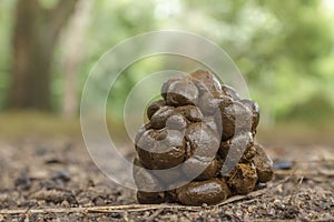 Hog deer feces. photo