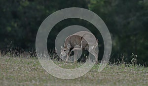 hog deer in the fiel