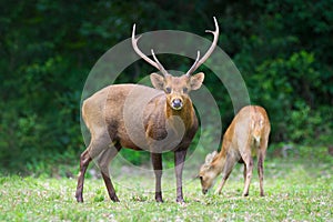 Hog deer on field, Phukhieo Wildlife Sanctuary