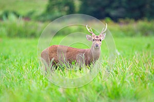 Hog deer on field, Phukhieo Wildlife Sanctuary