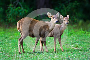 Hog deer on field, Phukhieo Wildlife Sanctuary