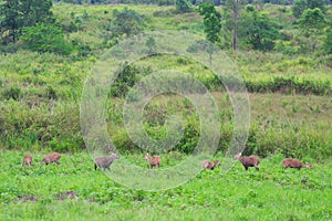 Hog deer on field, Phukhieo Wildlife Sanctuary