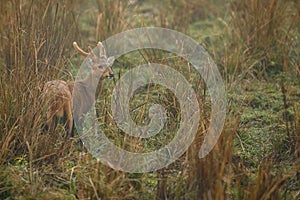 Hog deer on the grassland of Kaziranga in Assam