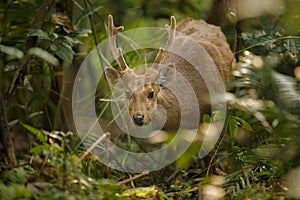 Hog deer on the grassland of Kaziranga in Assam