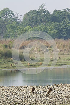 Hog deer in nepali riverbank, Karnali river, Bardia, Nepal