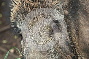 Hog eyes