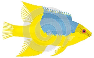 hog fish vector illustration transparent background