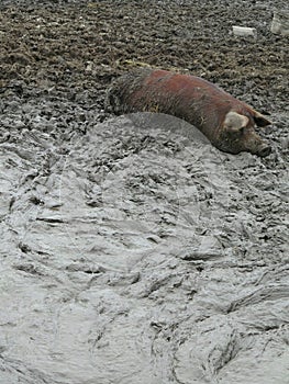 Hog laying in mud