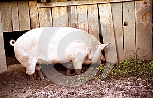 Hog in mud